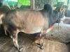 কুরবানি উপযোগী দেশি ষাড় গরু